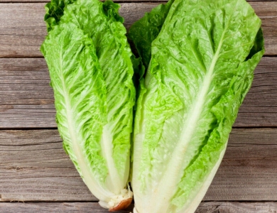 Iceberg lettuce